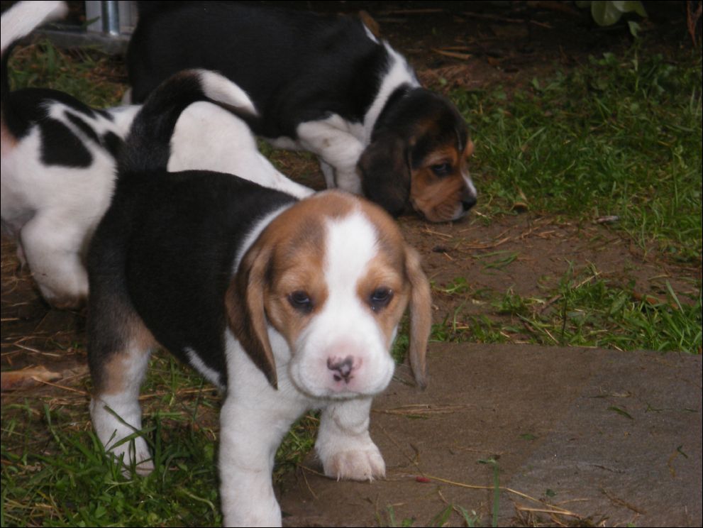cuccioli amelie-59